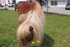 IMG-20240516-WA0019