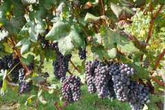 IMG-20250928-WA0088