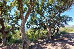 IMG-20260517-WA0048