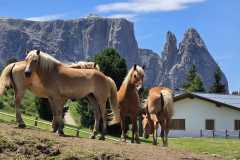 IMG-20260707-WA0016