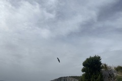 IMG_8772
