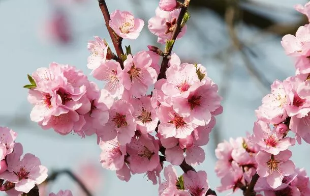 Mandelblüte© Pfalzfoto - Fotolia