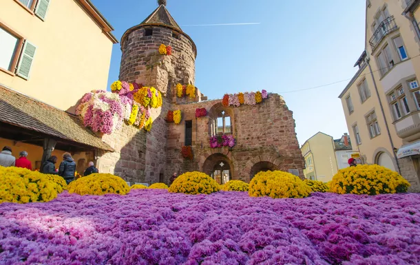 Chrysanthema in Lahr© Corri Seizinger - stock.adobe.com
