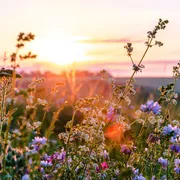 Wildblumenwiese bei Sonnenuntergang im Sommerlicht.