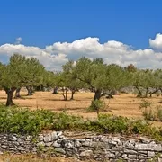 Olivenhain mit Steinmauer unter blauem Himmel.