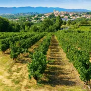 Weinberg vor einem Dorf in hügeliger Landschaft bei Sonnenschein.