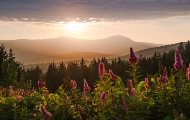 Großer Arber im Bayerischen Wald bei Sonnenuntergang© darknightsky - stock.adobe.com Blühende Pflanzen im Vordergrund, Wald und Berg im Sonnenuntergang im Hintergrund.