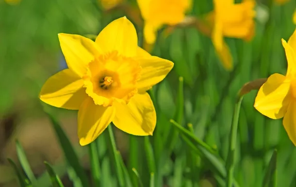 Gelbe Narzisse in voller Blüte mit unscharfem Hintergrund aus weiteren Narzissen und grünem Laub.