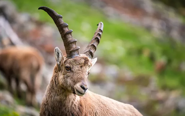 Steinbock mit großen Hörnern auf einer Wiese in den Bergen.
