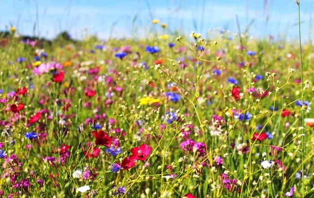 Blühende Sommerwiese mit verschiedenen Wildblumen in lebendigen Farben unter blauem Himmel.